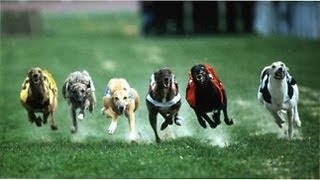 ставки на собачьи бега онлайн с видео